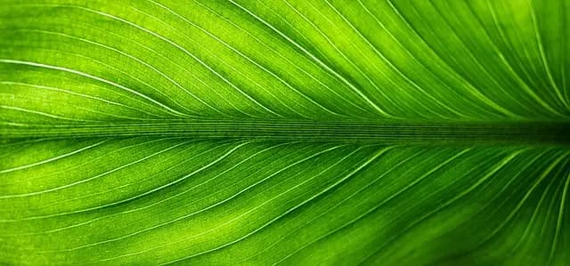 Todo lo que necesitas saber sobre la pintura ecológica