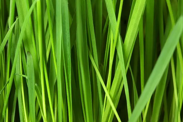 Cómo elegir la mejor pintura ecológica para tu hogar